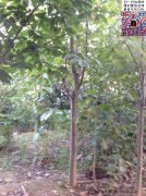今年10公分白玉蘭價(jià)格是多少？