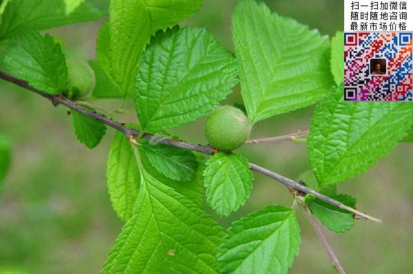 榆葉梅種植技術(shù)