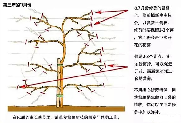 如何修剪紫藤讓其長(zhǎng)成自己想要的造型