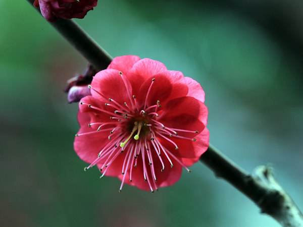 紅梅花一般什么時候開花？