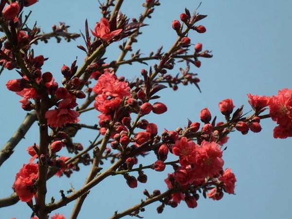 紅葉碧桃花期有多長，幾月份開花？