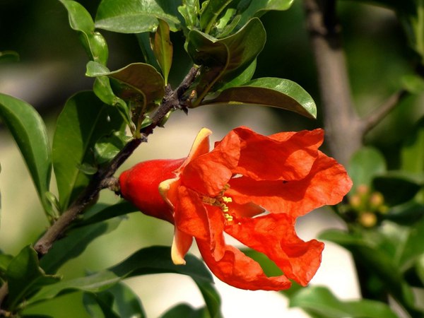 花石榴的花期、果期是什么時候