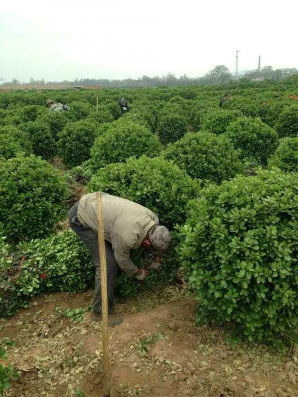 大葉黃楊移栽