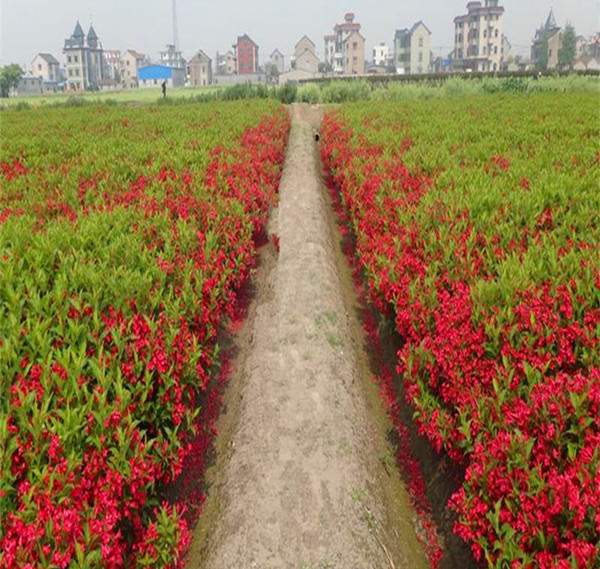 紅王子錦帶基地--長(zhǎng)景園林