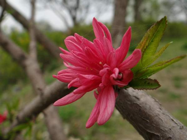 菊花碧桃--長景園林