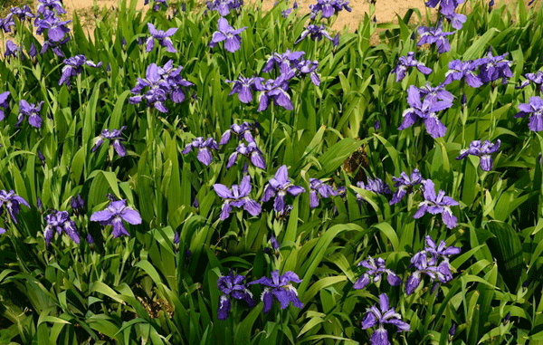 藍(lán)花鳶尾基地實(shí)拍圖片