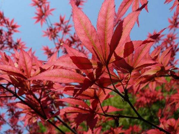 紅楓作衫，白楊為裙，美的傾國傾城！