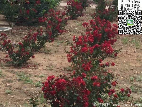 紫薇樹(shù)苗