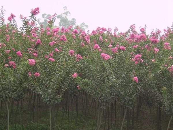 紫薇樹(shù)苗