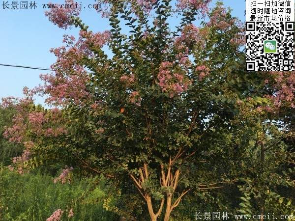 紫薇樹(shù)苗