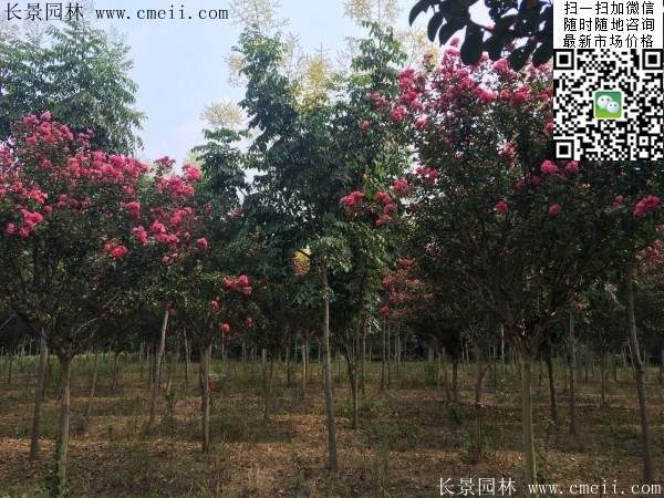 紫薇樹(shù)苗