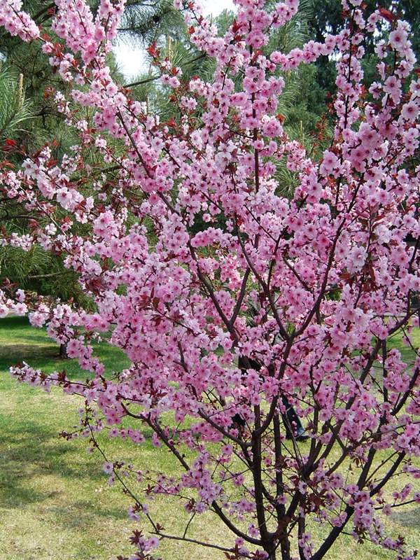 沭陽(yáng)美人梅 沭陽(yáng)美人梅