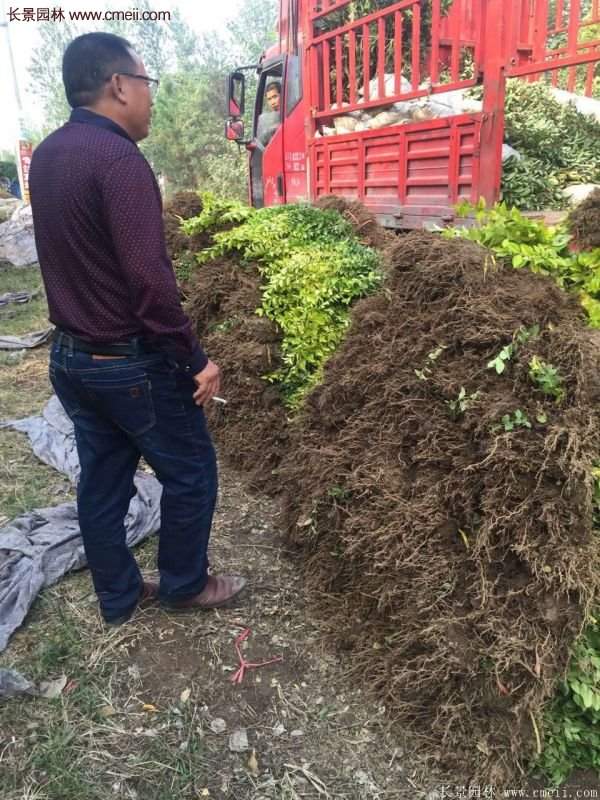 沭陽金葉女貞基地 沭陽金葉女貞基地