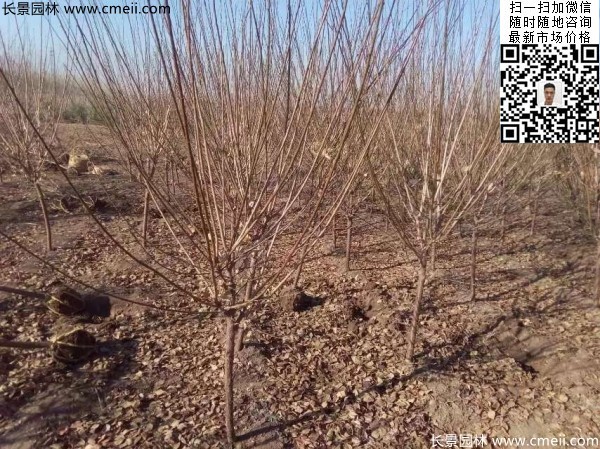 地徑5-7公分紅梅，數(shù)量7000棵左右