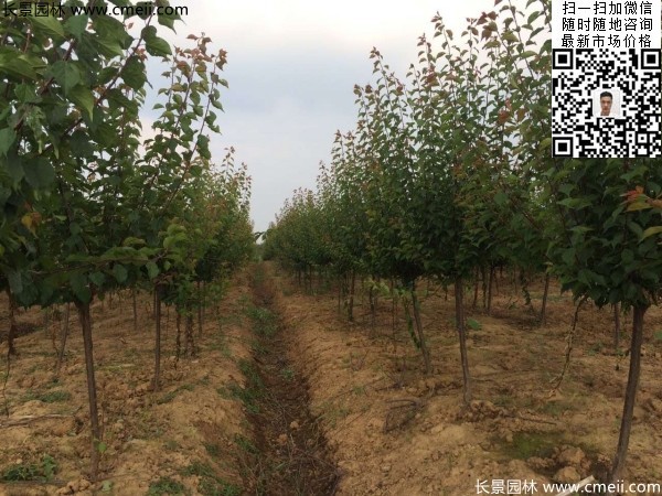 地徑5-7公分紅梅，數(shù)量7000棵左右