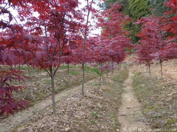 日本紅楓