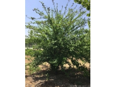 正宗紅花木槿，1~8公分規(guī)格齊全，分枝多冠幅大