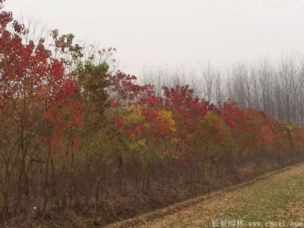 紅烏桕圖片紅烏桕基地實(shí)拍