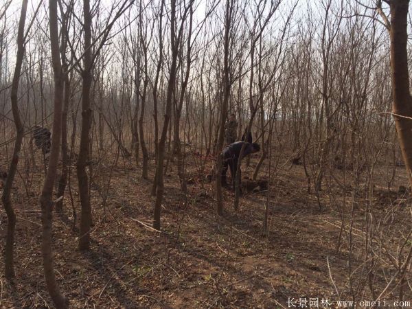 山烏桕圖片山烏桕苗木基地實拍