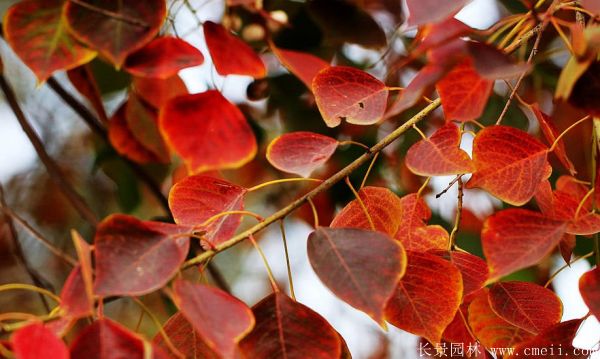 紅葉烏桕圖片紅葉烏桕基地實(shí)拍