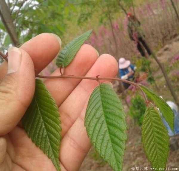 櫸樹圖片櫸樹基地實(shí)拍