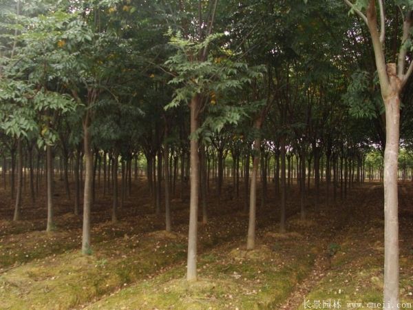 黃山欒樹(shù)圖片黃山欒樹(shù)基地