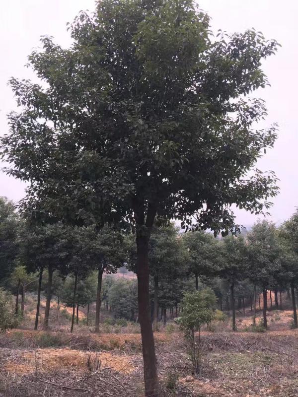 香樟樹圖片香樟樹基地實拍