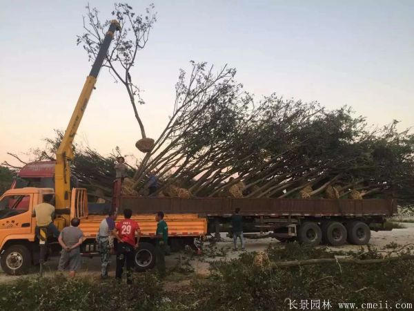 樸樹圖片樸樹基地實(shí)拍