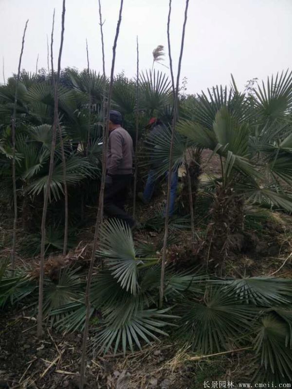 棕樹圖片棕樹基地實拍