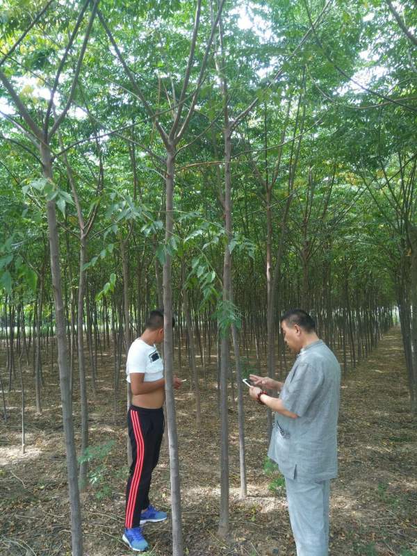 苦楝樹(shù)圖片苦楝樹(shù)基地實(shí)拍