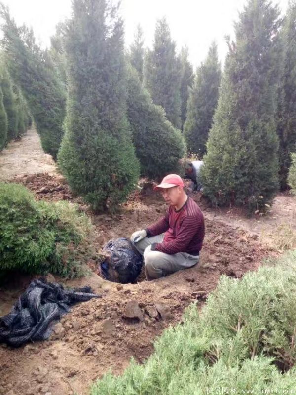 檜柏圖片基地實拍