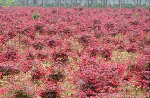 紅楓圖片基地實拍