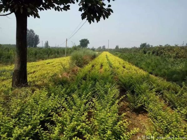 金葉女貞球圖片基地實拍