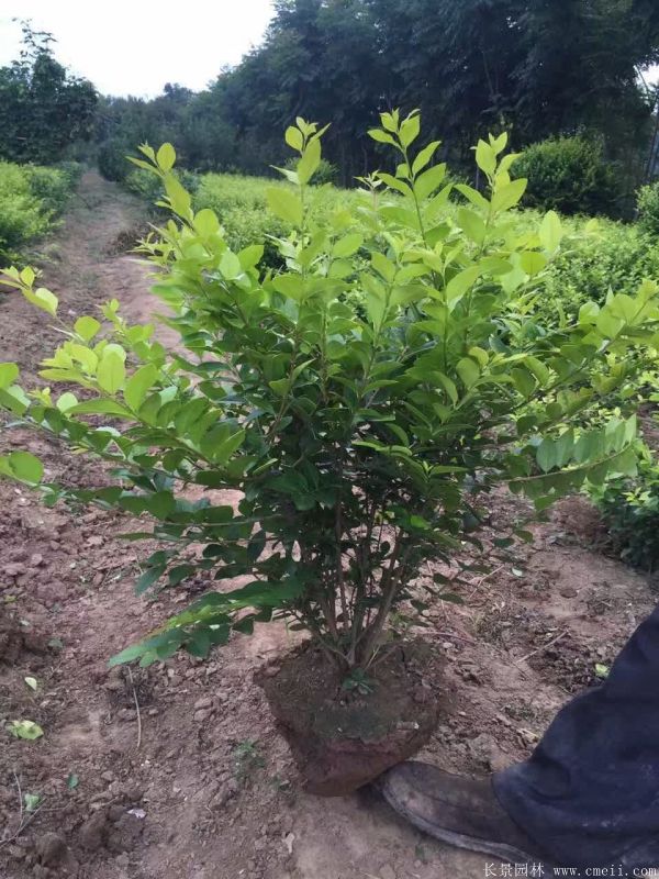 金葉女貞球圖片基地實拍