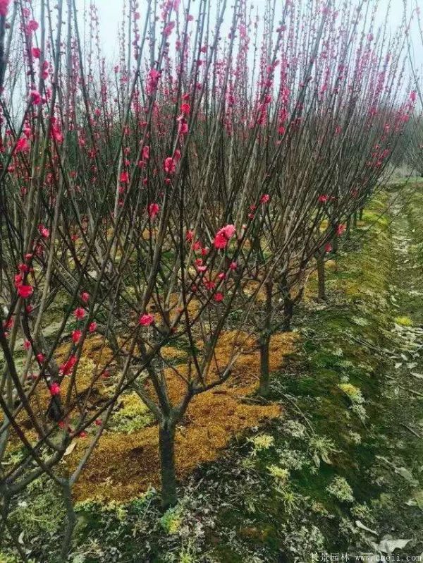 紅梅樹(shù)紅梅花圖片基地實(shí)拍 紅梅樹(shù)紅梅花圖片基地實(shí)拍