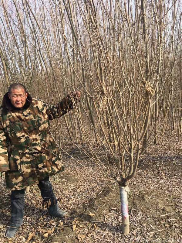 紅梅樹(shù)紅梅花圖片基地實(shí)拍 紅梅樹(shù)紅梅花圖片基地實(shí)拍