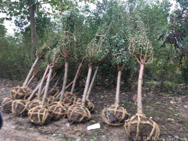 紅梅樹(shù)紅梅花圖片基地實(shí)拍