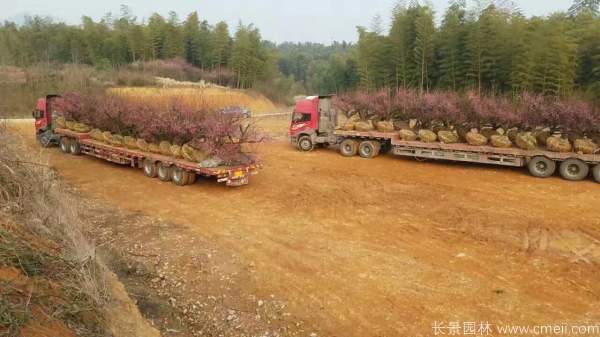 紅梅樹(shù)紅梅花圖片基地實(shí)拍 紅梅樹(shù)紅梅花圖片基地實(shí)拍