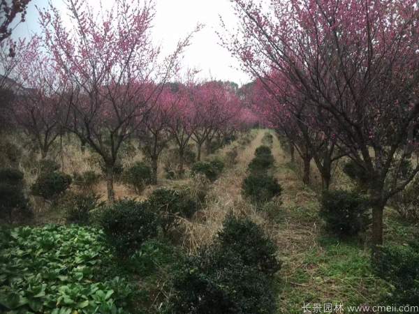 紅梅樹紅梅花圖片基地實拍