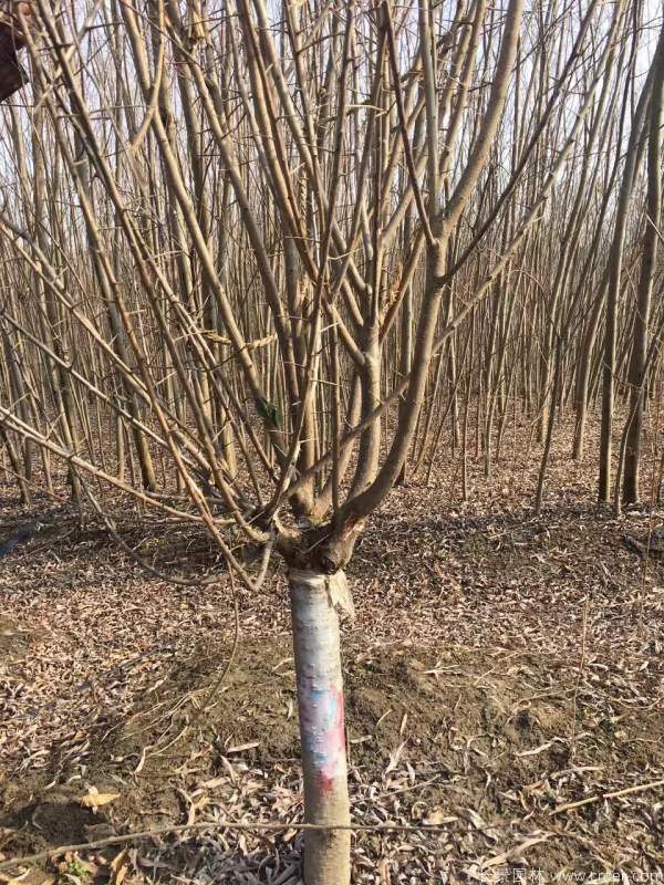 紅梅樹(shù)紅梅花圖片基地實(shí)拍 紅梅樹(shù)紅梅花圖片基地實(shí)拍