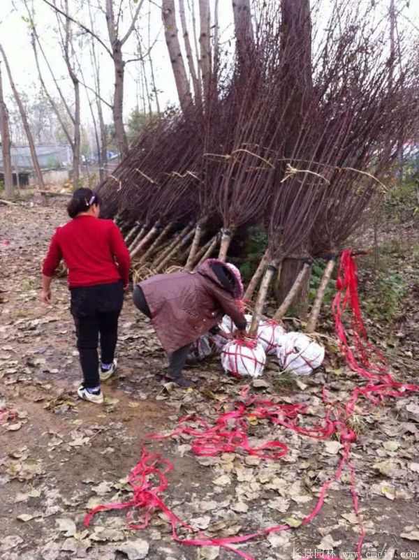 榆葉梅圖片基地實拍