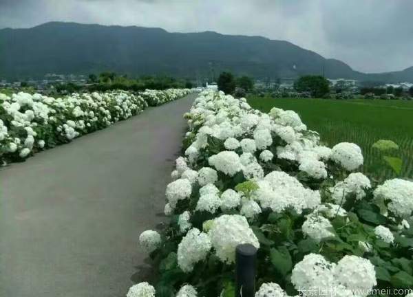 八仙花圖片基地實(shí)拍