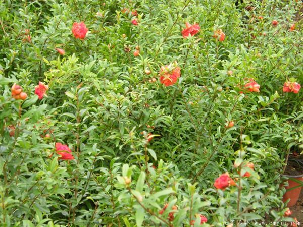 花石榴圖片基地實(shí)拍