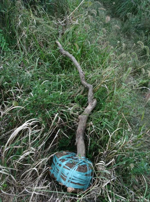 凌霄花苗圖片基地實拍