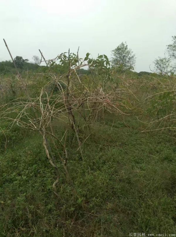 凌霄花苗圖片基地實(shí)拍