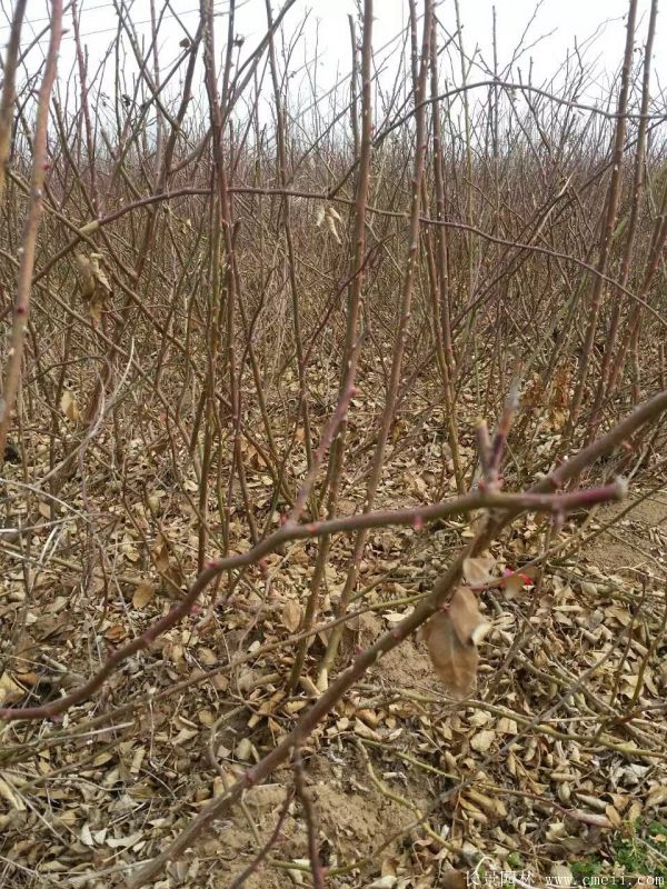 藤本薔薇圖片基地實拍