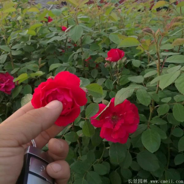 藤本薔薇圖片基地實拍