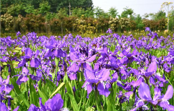 藍(lán)蝴蝶鳶尾基地實(shí)拍圖片