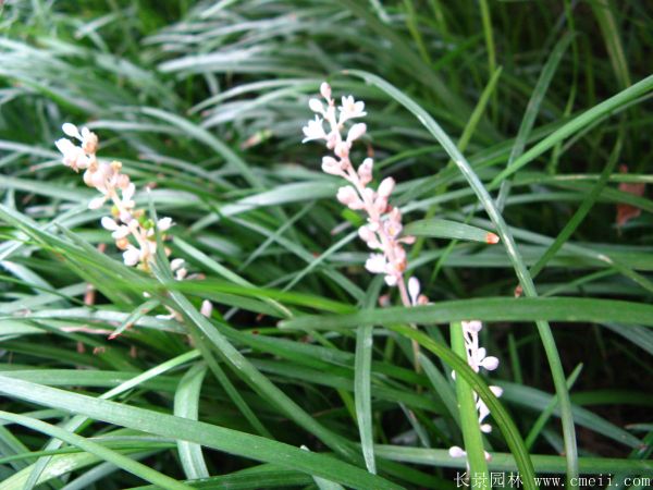 吉祥草基地實(shí)拍圖片