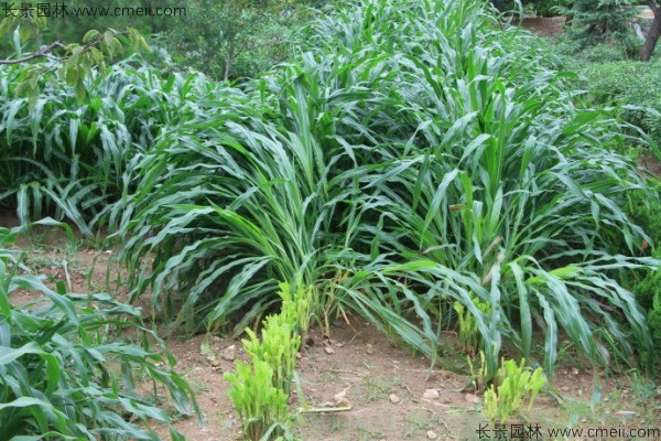 墨西哥玉米草種子發(fā)芽出苗圖片